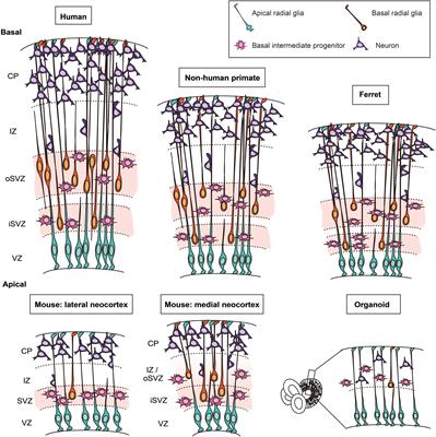 Malformations of Human Neocortex in Development – Their Progenitor Cell Basis and Experimental Model Systems